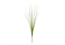 Isolepsis Gras grün mix 72cm
